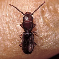 Rust-red grain beetle
